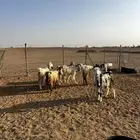 معزاء اشباب