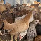 فراريج بلدي فواتح حمر