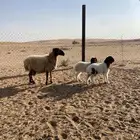 نعيميه متوم ( تم البيع )