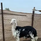 طليان نجد يتممن ( تم البيع)