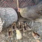 دجاجه مفرخه عربيه (ماكنتوش)
