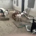 معزا للبيع مصريات