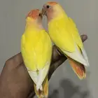 للبيع طيور روز اليفه