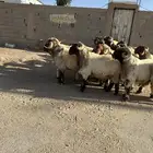 فحول أنعيم طيبه اللبييع