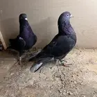 جوز حمام قطيفي قلابي