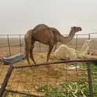 ناقه خفوت للبيع