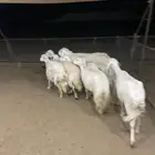 6 ضان كفو كفو
