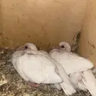 فراخه او زغاليل فرنسي او زاجل