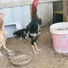 طقم سندي منتج