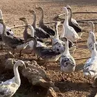 وز هجين