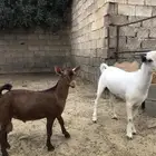 عدد ثنين تيس جذعان بلدي
