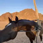 حصان واهو بطل