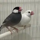 طيور الجاوا منتج وصحه جيدة