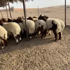 طليان نعيم