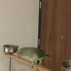 للبيع ببغاء نيبالي  ذكر غالبا