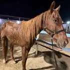 للبيع حصان ب 1000 ريال