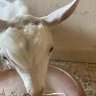 تيس قزمي