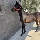 مهرة شعبية كميت