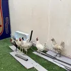 دجاج