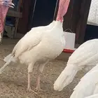 دجاج رومي