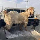جذع عارضي