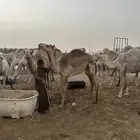 قعود للبيع