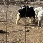 طلي نجدي صنف فاخرولله الحمد مشروع فحل له محاولات عنره8