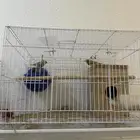 زيبرا جوز منتجه الصحة ممتازة