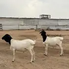 طليان برابري نظيييفه وتربيه