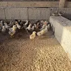 صوص بلدي للبيع