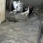 دجاج سندي