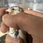 حسون فرخ ذكر تم البيع