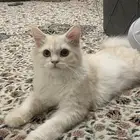 قطوة للبيع في المجمعة معاه اغراضه