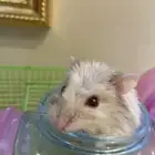 همستر روسي اليف عمره شهر و نص أنثى مع قفص و كامل ممتلكاتها