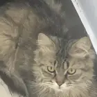 اللي ضايع له قطو