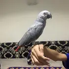 فرخ كاسكو