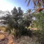 شجرة زيتون للبيع غير منتجه عمره اكثر من 12 سنه
