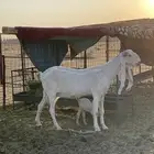 عنز تحتها جفرة