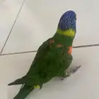 ببغاء لوري