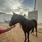 حصان انجليزي هادي للبيع