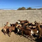 تيوس وعنقاء