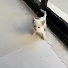 قطو للتبني