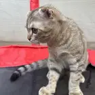 قط مفقود