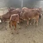 للبيع حسلان
