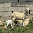 نعجه منتوج بكبش