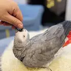 ببغاء كاسكو اليف ومتكلم(تم البيع)