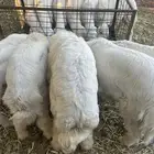 خاروف حري 6 اشهر الى 7 اشهر