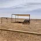 مضلات بل