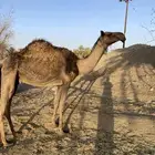 ناقه بكر ثنيه للبيع الموقع   يعرى