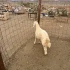 طلي حري ذبيحه